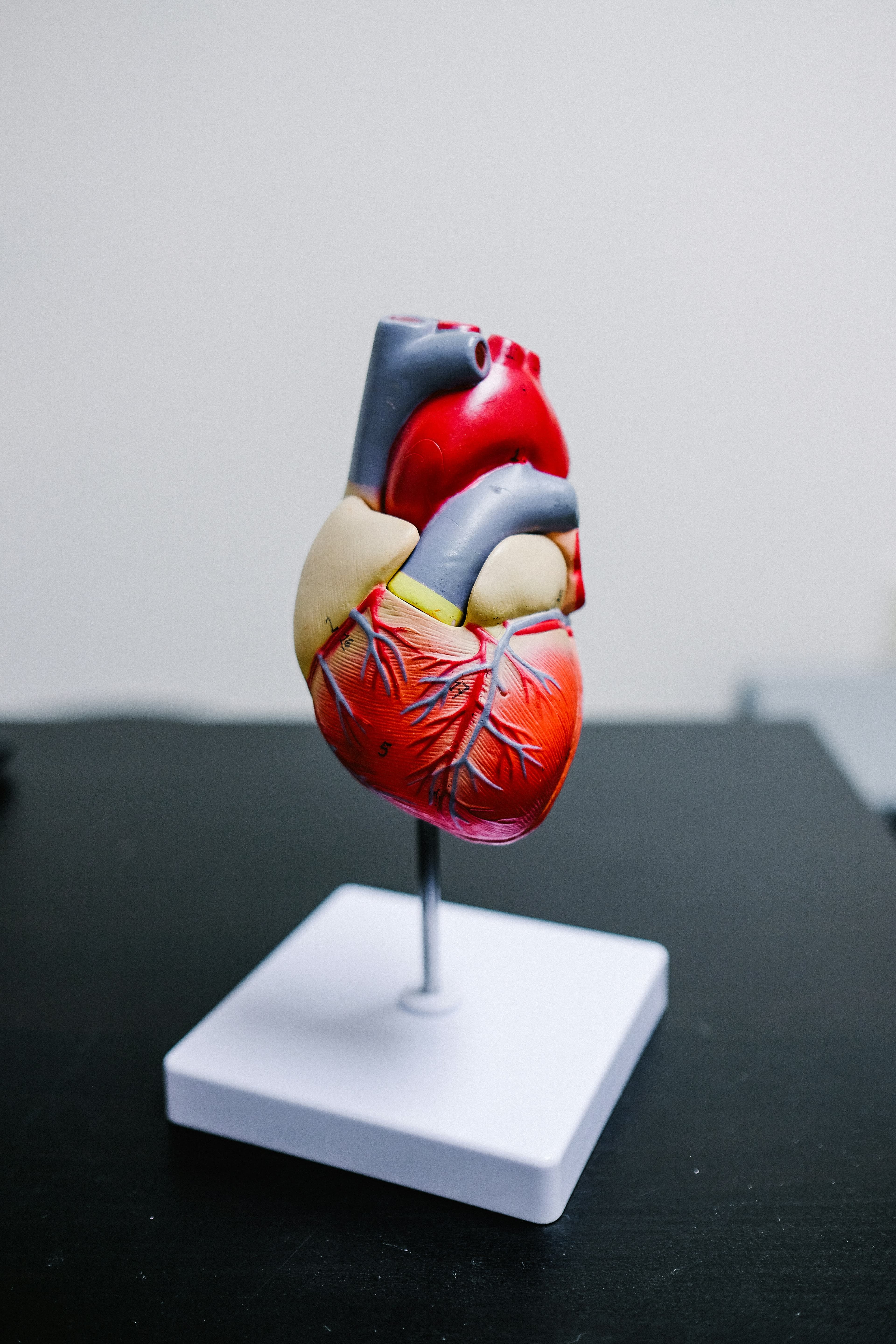 CARDIOVASCULAR HEALTH